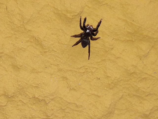 Euophrys frontalis - háromszöges ugrópók