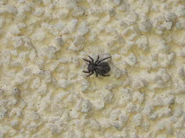 Pseudeuophrys lanigera - szobai ugrópók