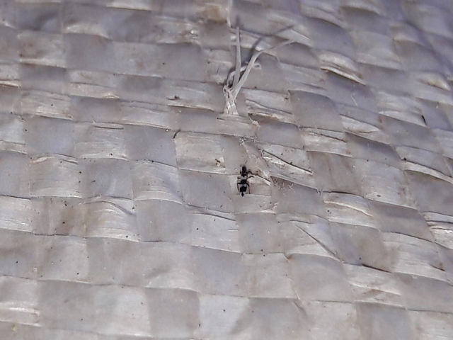 Thysanoptera - Tripszek
