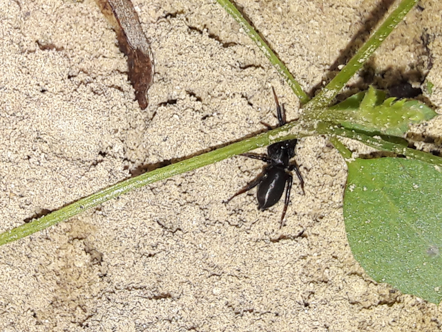 Gnaphosidae - kövipókok