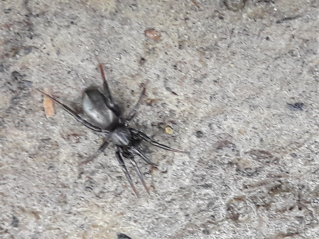 Gnaphosidae - kövipókok
