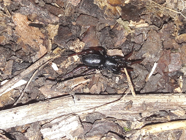 Trachyzelotes pedestris - vöröslábú gyászpók