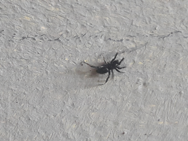 Gnaphosidae - kövipókok