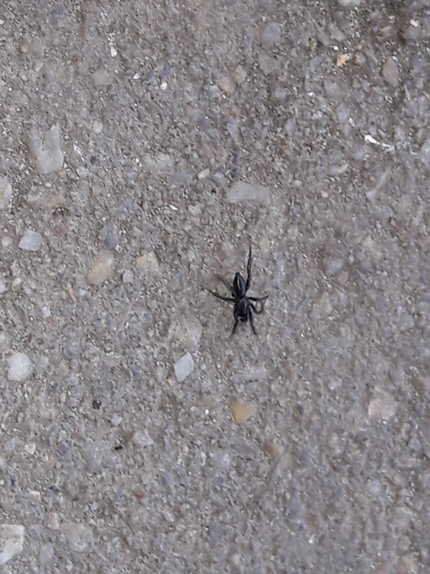 Gnaphosidae - kövipókok