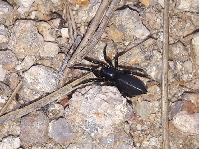 Gnaphosidae - kövipókok
