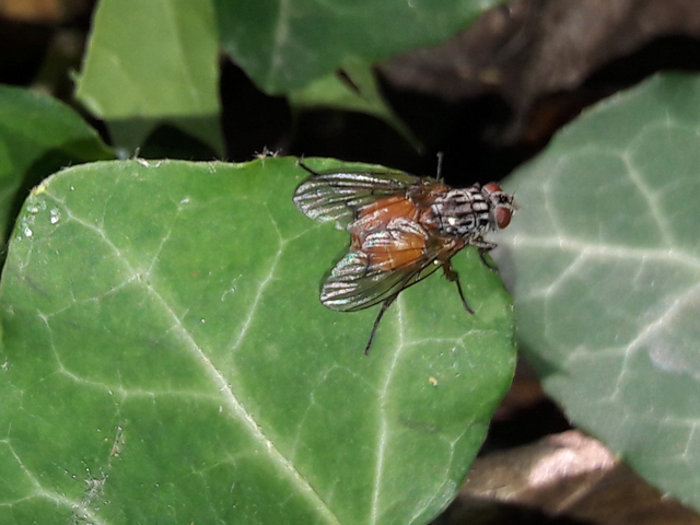 Phaoniinae