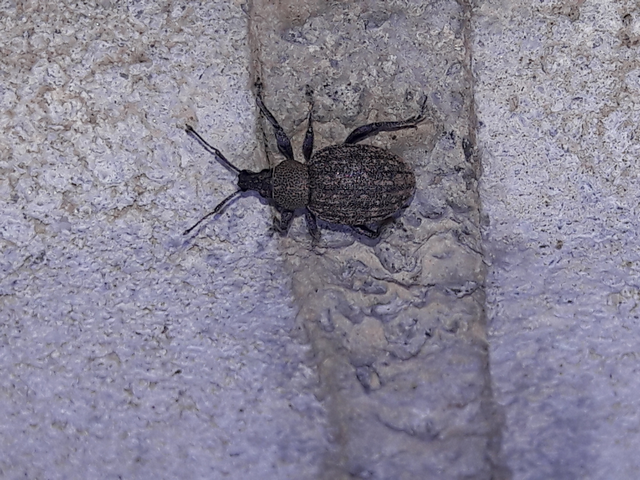 Otiorhynchus ligustici - vincellér-gyalogormányos