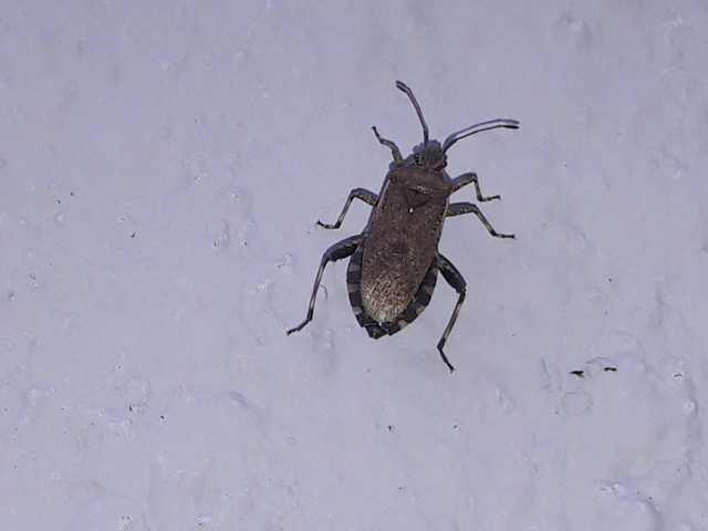 Ceraleptus gracilicornis - tüskéslábú karimáspoloska