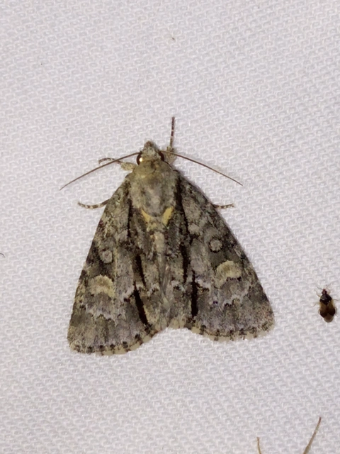 Acronicta strigosa - kis szigonyosbagoly