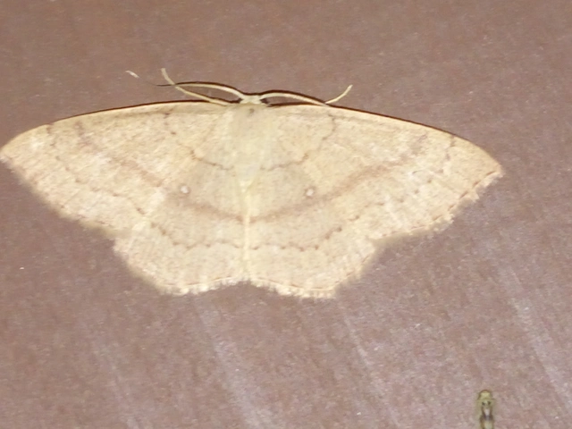 Cyclophora linearia - vonalas pettyesaraszoló