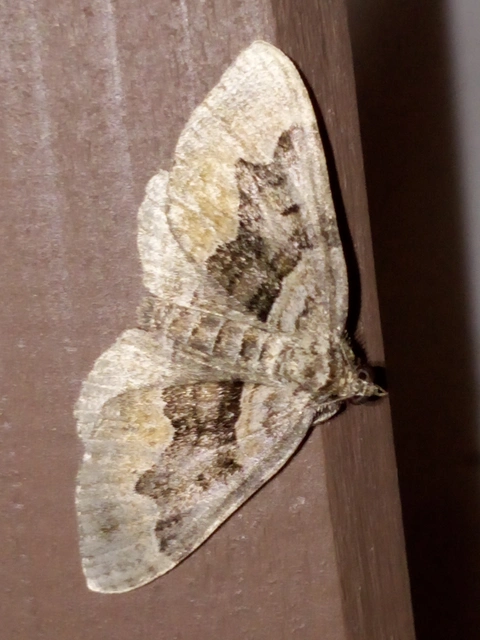 Xanthorhoe quadrifasiata - négysávos tarkaaraszoló