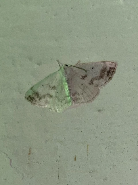 Lomographa temerata - foltos fehéraraszoló