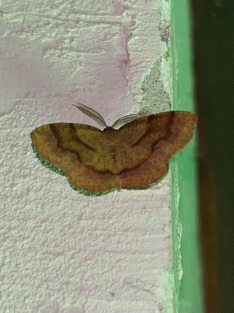 Plagodis pulveraria - szemcsés araszoló