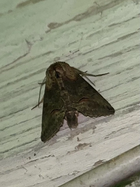Abrostola triplasia - közönséges csalánbagoly
