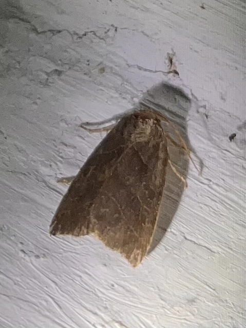Ipimorpha retusa - sarlós fűzbagoly