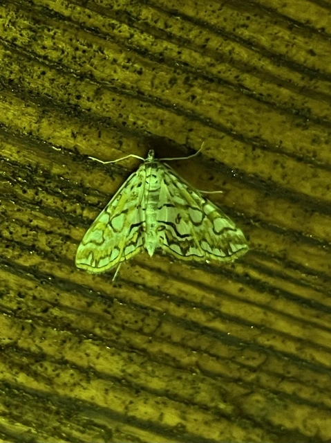 Elophila nymphaeata - tarka vízimoly