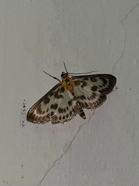 Anania hortulata - tarka csalánmoly