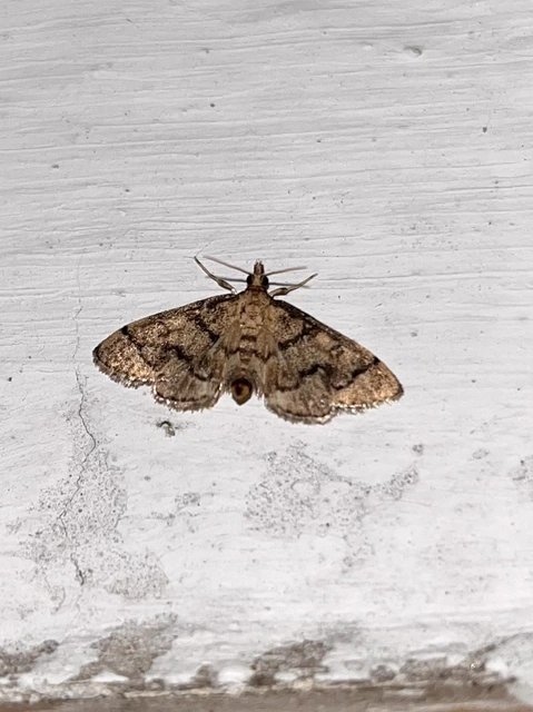 Metasia ophialis - kígyósávos tűzmoly