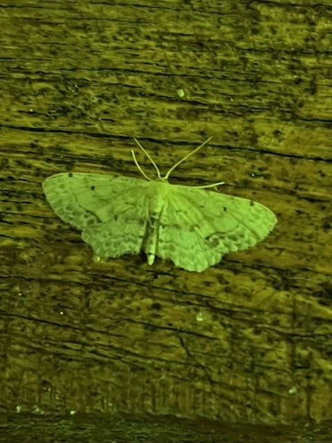 Idaea dimidiata - gyakori apróaraszoló