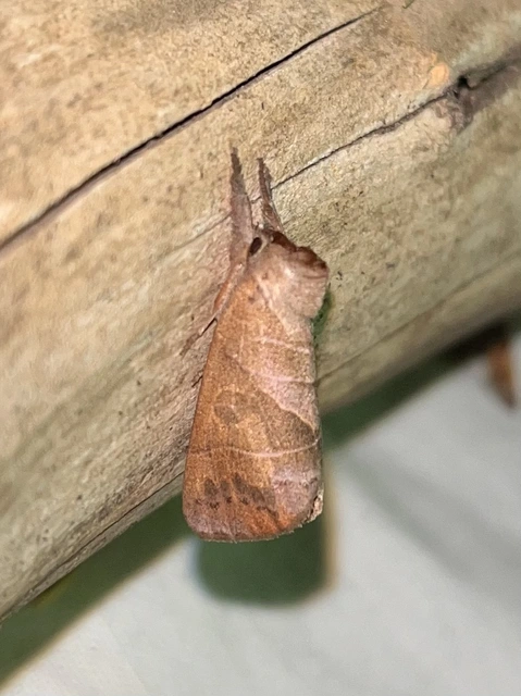 Clostera anastomosis - barna levélszövő