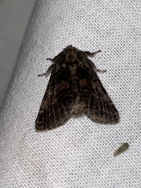 Gluphisia crenata - kormos púposszövő