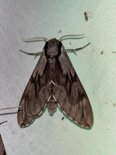 Hyloicus pinastri - fenyőszender