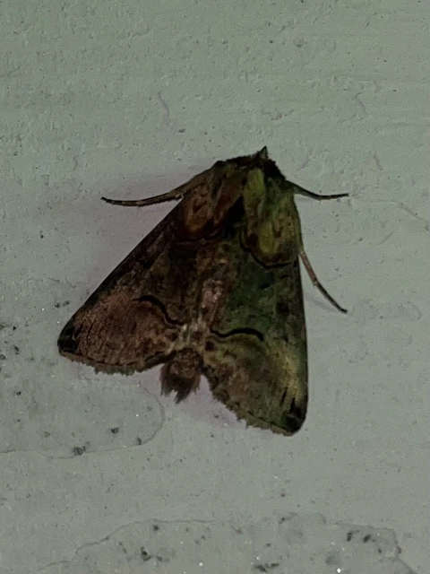 Abrostola triplasia - közönséges csalánbagoly