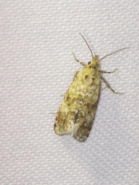 Aethes williana - gyopár-fúrómoly