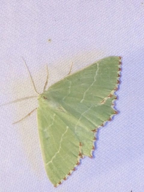 Thalera fimbrialis - csipkésszélű zöldaraszoló