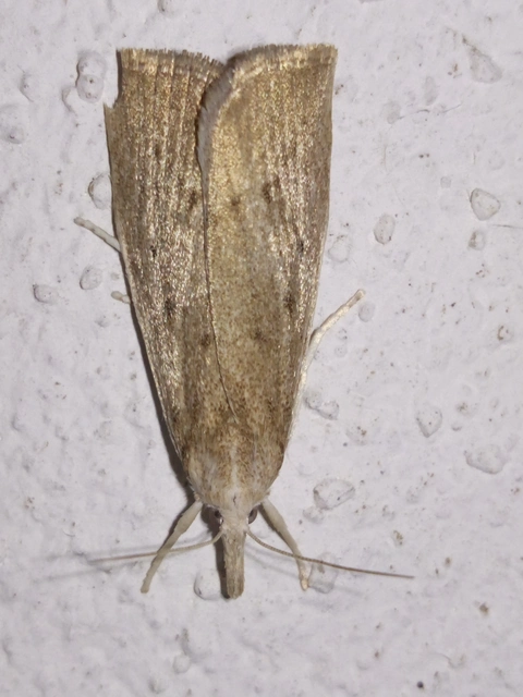 Calamotropha paludella - barna nádlevélmoly