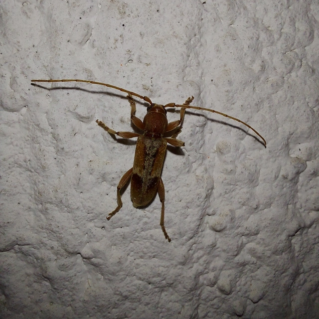 Trichoferus pallidus - sápadt éjicincér