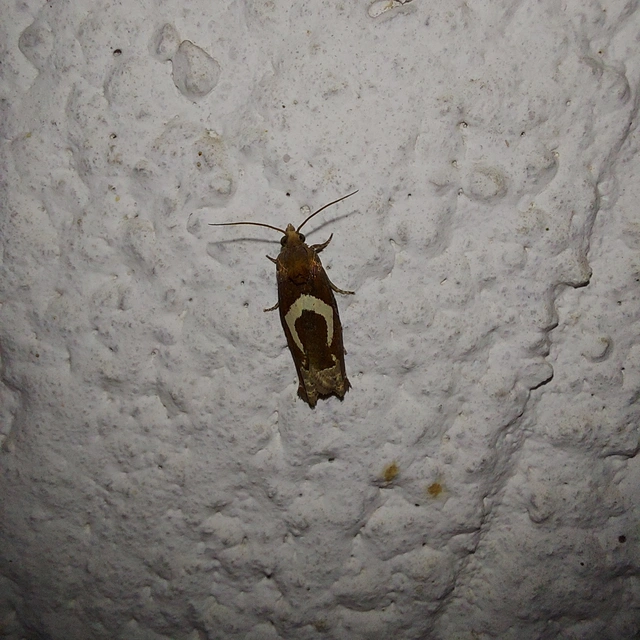 Epiblema foenella - kampósfoltú tükrösmoly