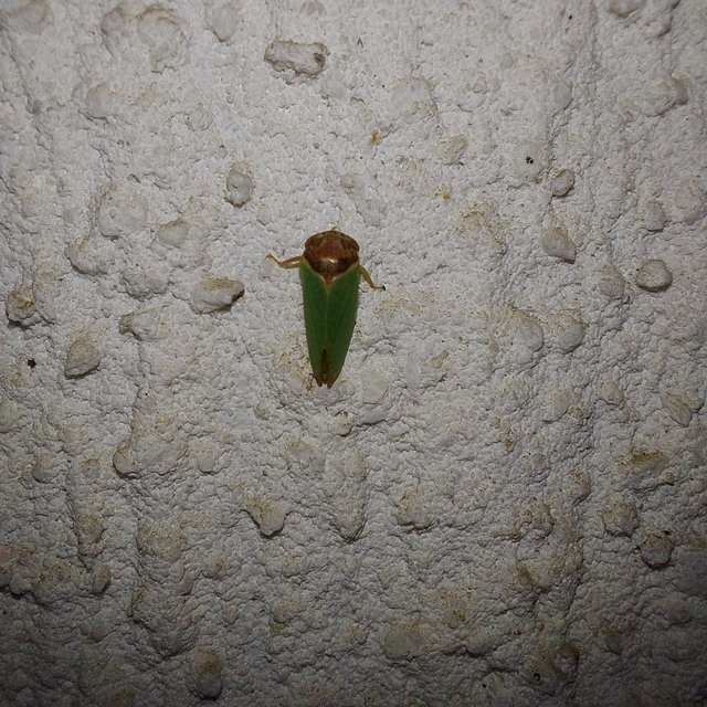 Iassus