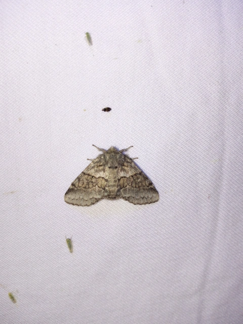 Gluphisia crenata - kormos púposszövő