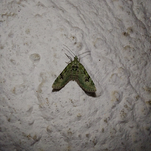Chloroclystis v-ata - zöldes törpearaszoló