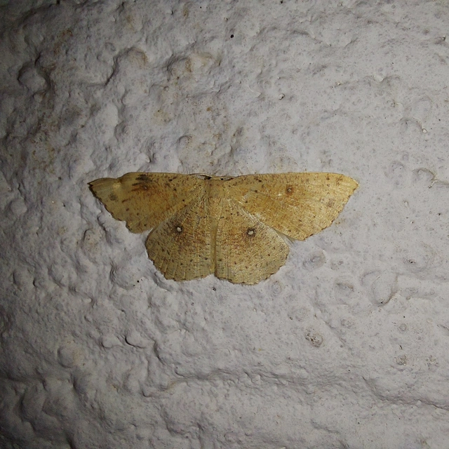 Cyclophora porata - körös pettyesaraszoló