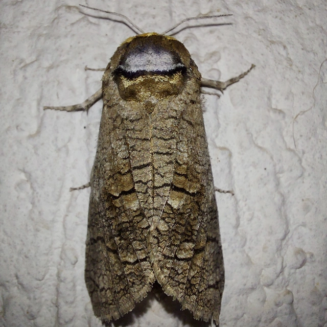 Cossus cossus - fűzfarontólepke