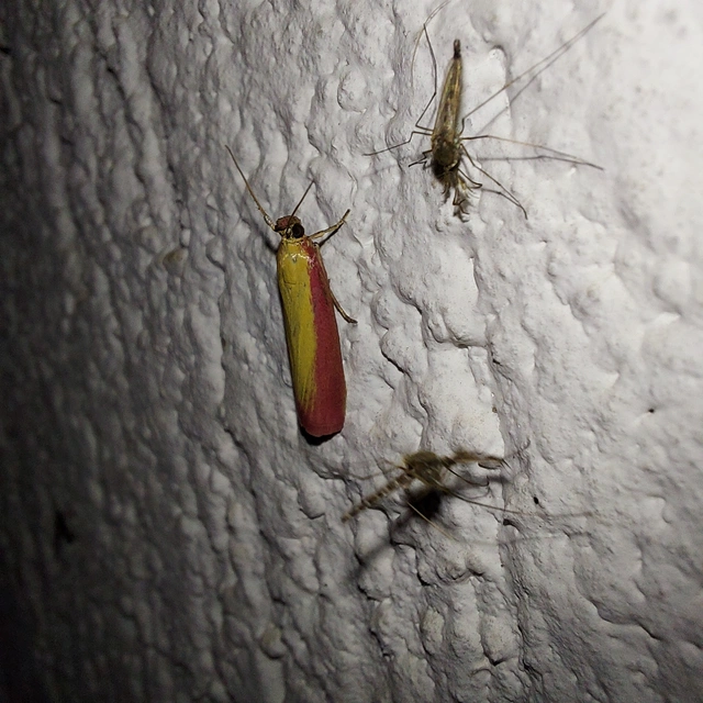 Oncocera semirubella - lucernamoly