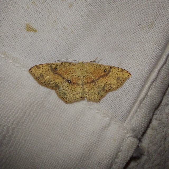 Cyclophora porata - körös pettyesaraszoló