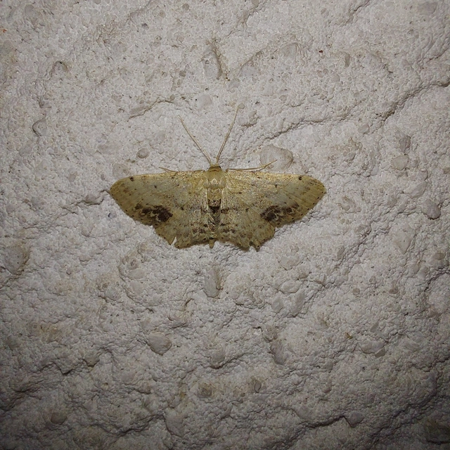 Idaea dimidiata - gyakori apróaraszoló