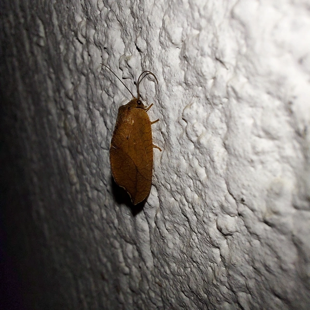 Drepanepteryx phalaenoides