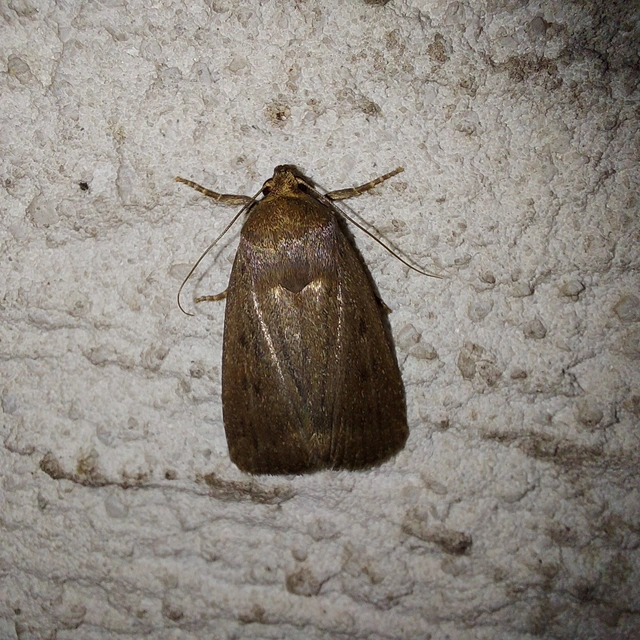 Amphipyra tragopoginis - bakszakállbagoly