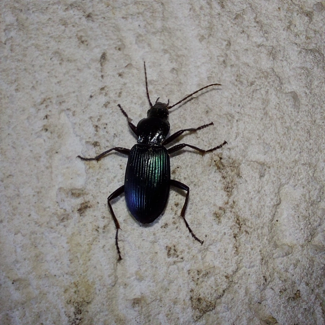 Laemostenus terricola - kék pincefutó