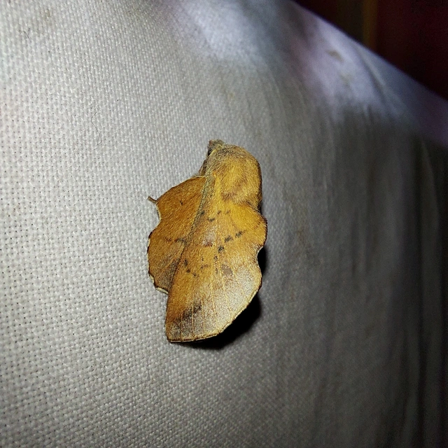 Phyllodesma tremulifolia - nyárlevélpohók