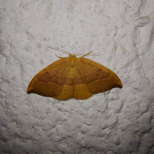 Watsonalla cultraria - bükkfa-sarlósszövő