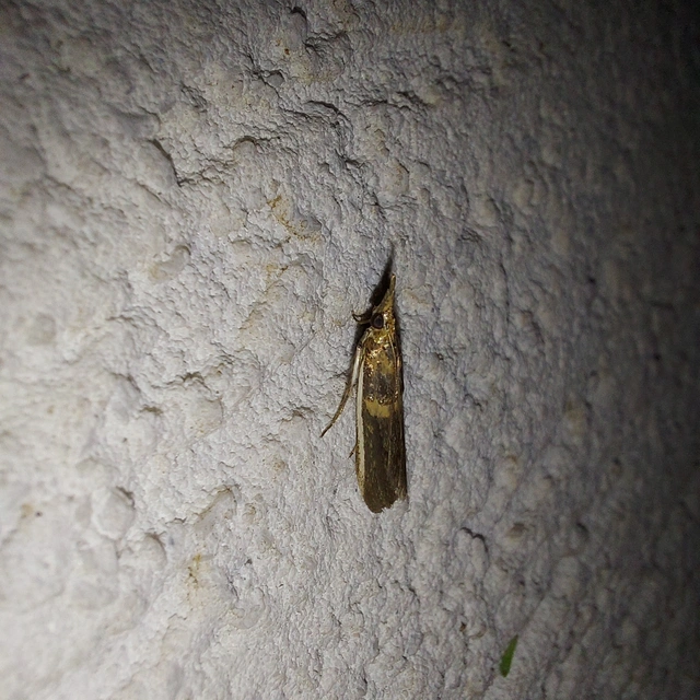 Etiella zinckenella - akácmoly