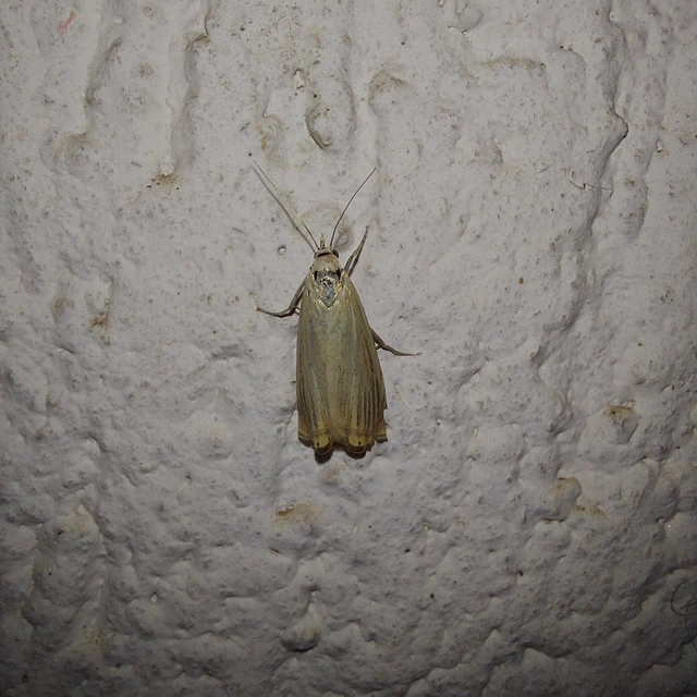 Chrysoteuchia culmella - kerti fűgyökérmoly