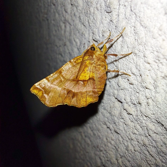 Selenia dentaria - kétfoltos holdasaraszoló