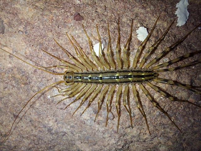 Scutigera coleoptrata - légyölő pókszázlábú