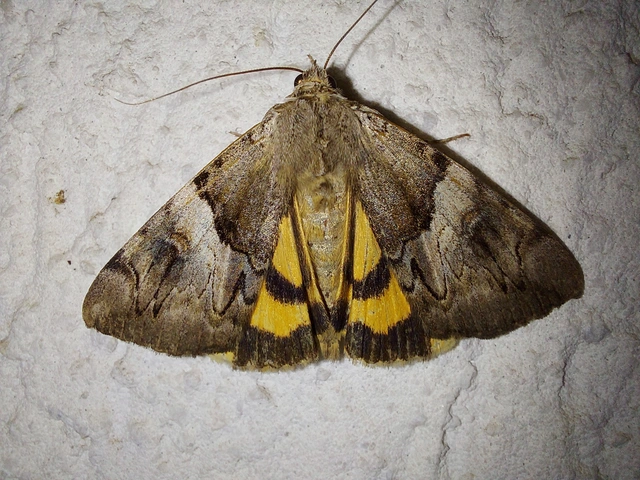 Catocala fulminea - galagonya-övesbagoly